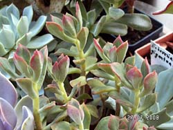 Echeveria pringlei