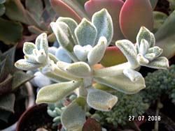 Echeveria pulvinata cv. Frosty