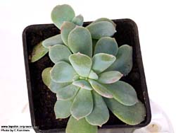 Echeveria pulvinata f. cristata