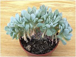 Echeveria runyonii cv. Topsy-Turvy f. cristata