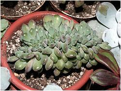 Echeveria setosa ssp. deminuta f. cristata