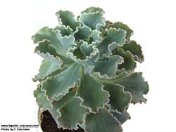 Echeveria shaviana cv. Triffles