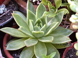 Echeveria derosa