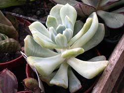 Echeveria amoena 