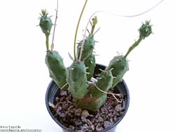 Euphorbia globosa