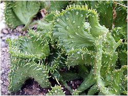 Euphorbia pugniformis f. cristata-ofsetts