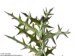 Euphorbia stenoclada