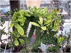 Euphorbia neriifolia f. cristata f. variegata