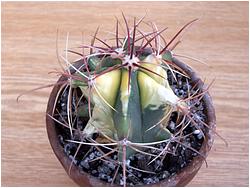 Ferocactus emoryi X wislizenii 