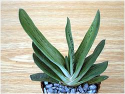 Gasteria batesiana cv. Little Warty