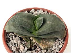 Gasteria armstrongii