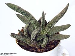 Gasteria