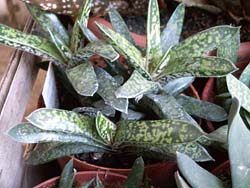 Gasteria bicolor v. liliputana