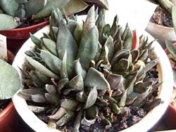 Gasteria f. monstrosa