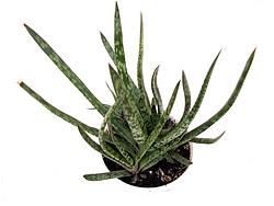 Gasteria pulchra