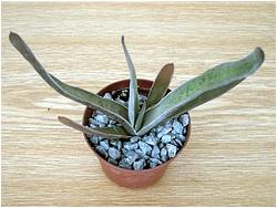 Gasteria schweinepfurdtii 