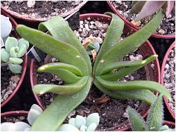 Glottiphyllum neilii