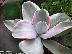 Echeveria gibbiflora f. metallica f. variegata