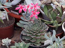 Graptopetalum