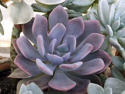 Graptoveria cv. Debbie