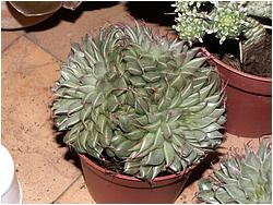 Graptoveria cv. Silver Star (Graptopetalum filiferum X E. agavoides) 