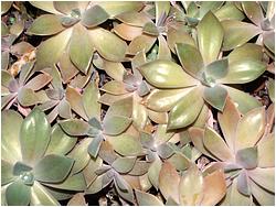 Graptoveria rosea