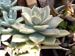 Graptoveria cv. (aff. small titubans)