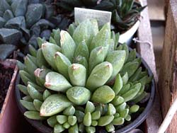 Haworthia turgida v. pallidifolia