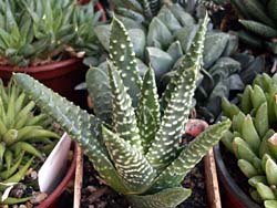 Haworthia margaritifera