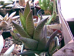 Haworthia revendetti hybr.