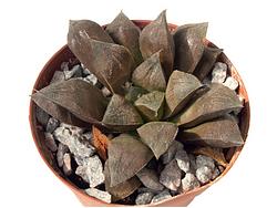 Haworthia cv. Chocolate