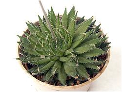 Haworthia arachnoidea