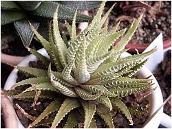 Haworthia attenuata f. variegata