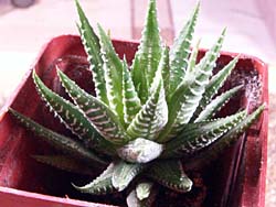 Haworthia fasciata f. variegata