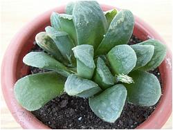 Haworthia cv. Chevagri