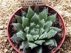 Haworthia cooperi v. blackberdiana 