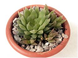 Haworthia cooperi