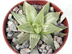 Haworthia cv. Grey Ghost (retusa)