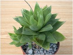 Haworthia cymbiformis v. planifolia