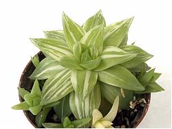 Haworthia cymbiformis f. variegata