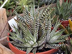 Haworthia fasciata cv. Big Band