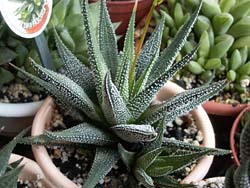 Haworthia fasciata cv. Concolor