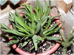 Haworthia attenuata