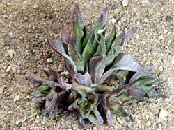 Haworthia haageana