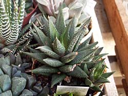 Haworthia isophylla