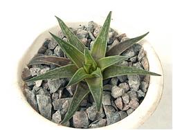 Haworthia zanteriana