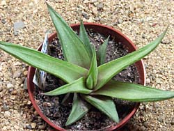 Haworthia limifolia v. ubomboensis