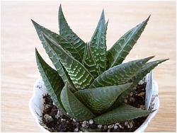 Haworthia limifolia hybr.