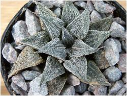 Haworthia magnifica v. major