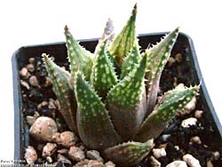 Haworthia guttata